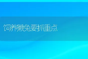 饲养獭兔要抓重点