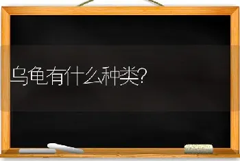 乌龟有什么种类？