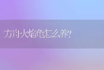 方舟火焰龟怎么养？