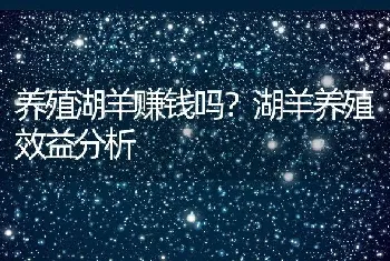 养殖湖羊赚钱吗？湖羊养殖效益分析