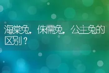 海棠兔，侏儒兔，公主兔的区别？