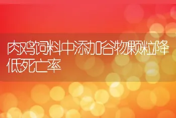 肉鸡饲料中添加谷物颗粒降低死亡率