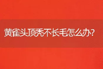 黄雀头顶秃不长毛怎么办？