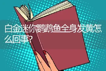 白金迷你鹦鹉鱼全身发黄怎么回事？