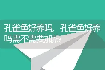 孔雀鱼好养吗，孔雀鱼好养吗需不需要加热