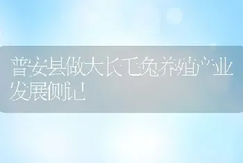 普安县做大长毛兔养殖产业发展侧记