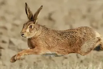 野兔经济价值