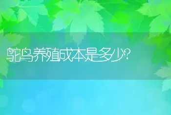 鸵鸟养殖成本是多少?