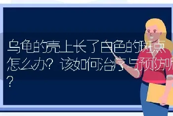 乌龟的壳上长了白色的斑点怎么办？该如何治疗与预防呢？