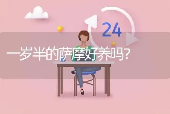 一岁半的萨摩好养吗？