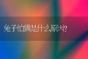 兔子怕猫是什么原因？