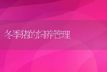 冬季猪的饲养管理