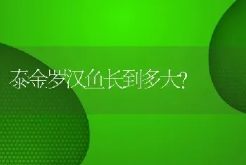 泰金罗汉鱼长到多大？