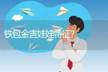 铁包金吉娃娃特征？