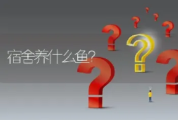 粉白，纯黑，丝绒黑，银斑，米色，纯黑，紫灰龙猫哪个最漂亮?最贵?最听话?最温顺？