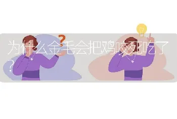 为什么金毛会把鸡咬死吃了？