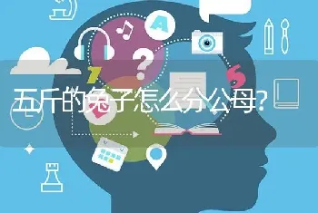 五斤的兔子怎么分公母？