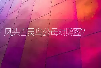 凤头百灵鸟公母对照图？