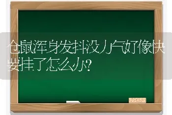 仓鼠浑身发抖没力气好像快要挂了怎么办？