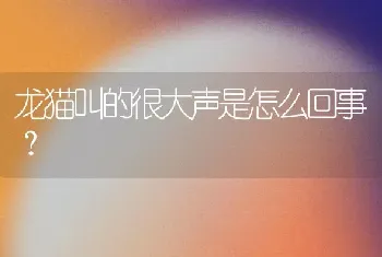 龙猫叫的很大声是怎么回事？