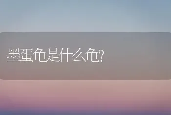 墨蛋龟是什么龟？