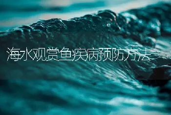 海水观赏鱼疾病预防方法