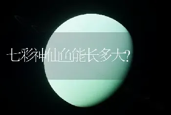 七彩神仙鱼能长多大？