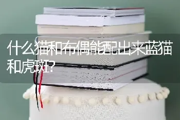 什么猫和布偶能配出来蓝猫和虎斑？