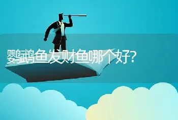 鹦鹉鱼发财鱼哪个好？