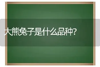 大熊兔子是什么品种？