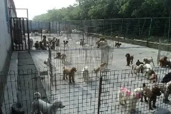 肉狗的养殖场犬舍建造条件