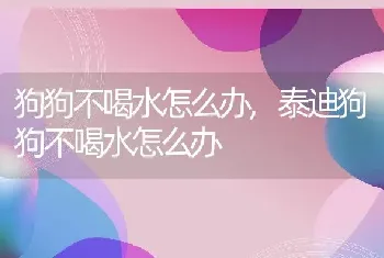 狗狗不喝水怎么办，泰迪狗狗不喝水怎么办