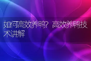 如何高效养鸭?高效养鸭技术讲解