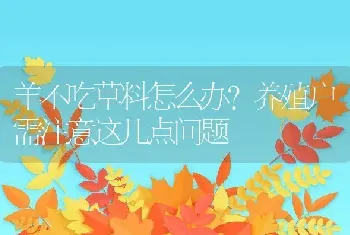 羊不吃草料怎么办？养殖户需注意这几点问题