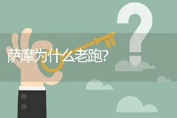 萨摩为什么老跑？