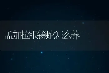 孟加拉眼镜蛇怎么养