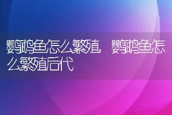 鹦鹉鱼怎么繁殖，鹦鹉鱼怎么繁殖后代