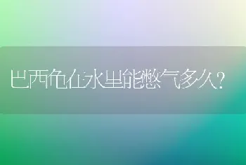 鸡尾鹦鹉能教会说话？