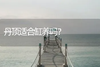 丹顶适合缸养吗？