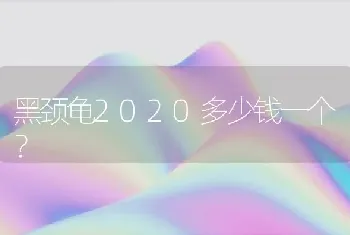 黑颈龟2020多少钱一个？