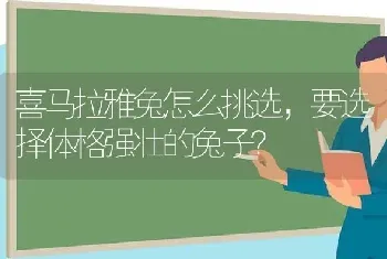 喜马拉雅兔怎么挑选，要选择体格强壮的兔子？