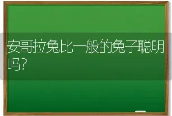 安哥拉兔比一般的兔子聪明吗？