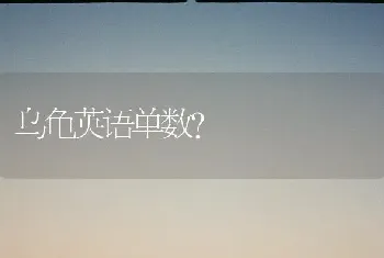 乌龟英语单数？