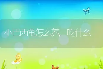 小巴西龟怎么养，吃什么