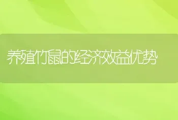 养殖竹鼠的经济效益优势