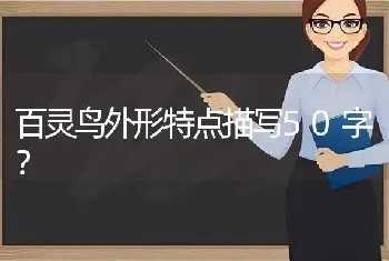 百灵鸟外形特点描写50字？