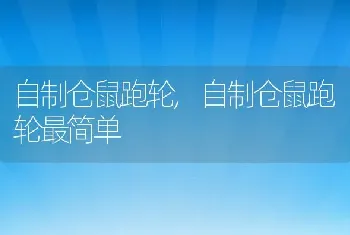 自制仓鼠跑轮，自制仓鼠跑轮最简单