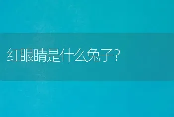 红眼睛是什么兔子？