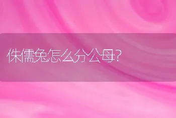 侏儒兔怎么分公母？