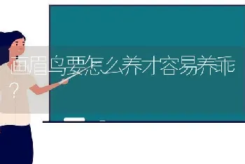 画眉鸟要怎么养才容易养乖？